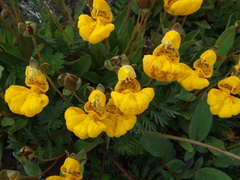 Calceolaria polyrhiza