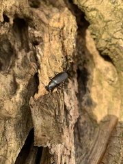 Alobates pensylvanicus