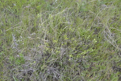 Chamaecytisus austriacus