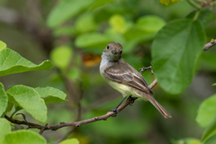 Myiarchus magnirostris
