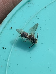 Andrena erigeniae