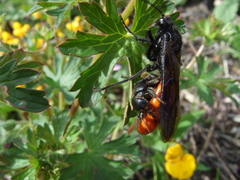 Elaphroptera