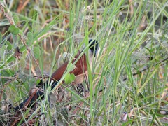 Centropus senegalensis