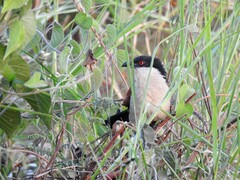 Centropus senegalensis