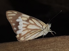 Belenois aurota