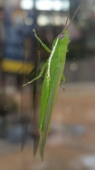 Stenacris vitreipennis