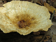 Cymatoderma