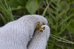 Euphorbia microcarpa