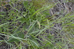 Verbascum phoeniceum