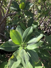 Rhizophora mangle