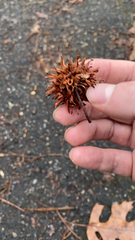 Liquidambar styraciflua