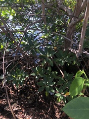 Rhizophora mangle