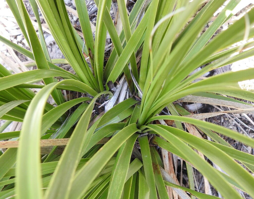 Nolina lindheimeriana, Dinosaur Valley State Park, Somervell, Texas, United States