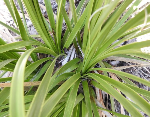 Nolina lindheimeriana