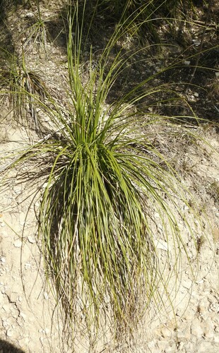 Nolina lindheimeriana