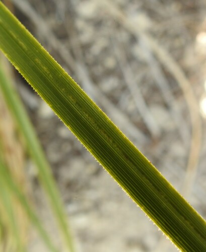Nolina lindheimeriana