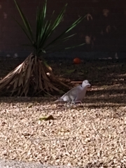 Streptopelia decaocto