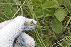 Euphorbia microcarpa