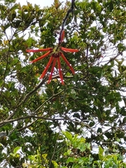 Erythrina eggersii