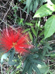 Calliandra tweediei