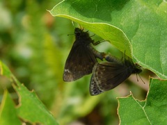 Erynnis