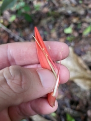 Erythrina eggersii