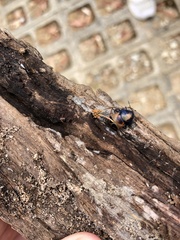 Choerocoris paganus