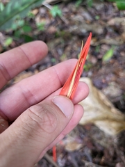 Erythrina eggersii