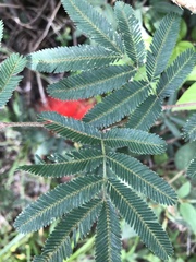 Calliandra tweediei