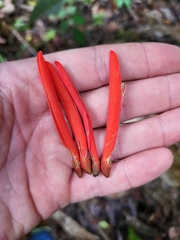 Erythrina eggersii