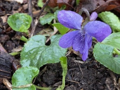 Viola reichenbachiana