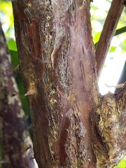 Erythrina eggersii