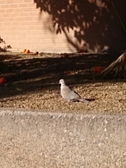 Streptopelia decaocto