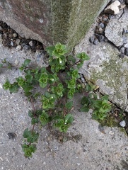 Veronica agrestis