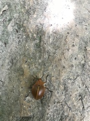 Ellipticus testaceus