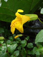 Erythranthe lutea