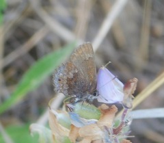 Callophrys irus