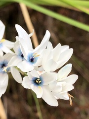 Ixia polystachya