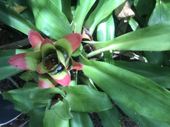 Nidularium innocentii