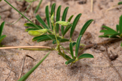 Tephrosia cinerea