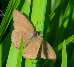 Cissia
