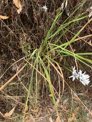 Ixia polystachya