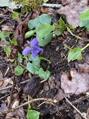 Viola reichenbachiana