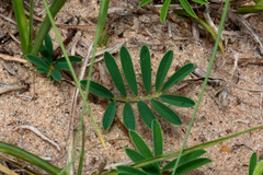 Tephrosia cinerea