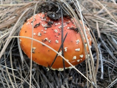 Amanita muscaria flavivolvata