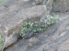 Notholaena standleyi