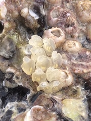 Ocenebrinae