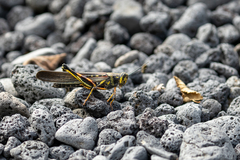 Schistocerca melanocera