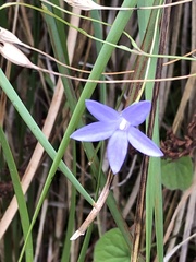 Wahlenbergia stricta