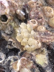 Ocenebrinae